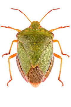 Palomena prasina
