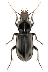 Pterostichus melanarius