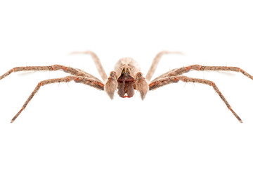  Pisaura mirabilis