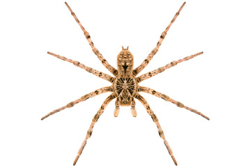 Lycosa singoriensis