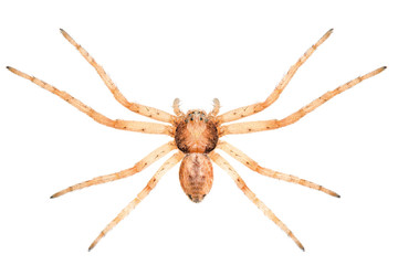 Philodromus dispar