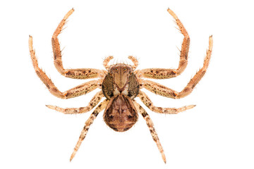 Xysticus cristatus