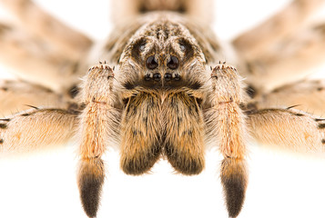 Lycosa singoriensis spider