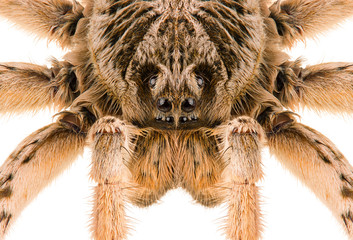Lycosa singoriensis spider