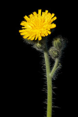 Flower of hawkweed isolated on black background