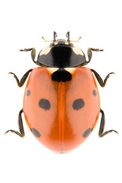 Coccinella septempunctata