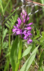 Цветущий Пальчатокоренник солончаковый (Dactylorhiza salina)