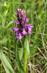 Пальчатокоренник солончаковый (Dactylorhiza salina)