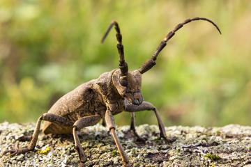 weaver beetle
