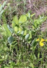 Цветущая Купена душистая (Polygonatum odoratum) 