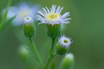 Erigeron acris