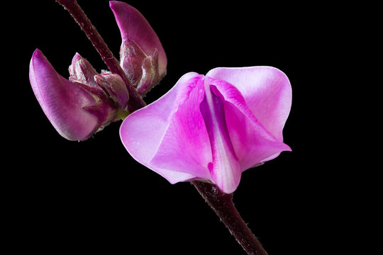 Flower of Lablab purpureus isolated on black background