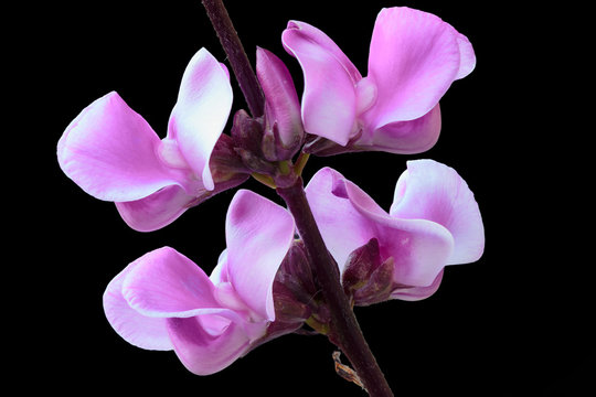 Flowers of Lablab purpureus isolated on black background