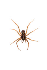Pardosa lugubris wolf spider isolated on white background