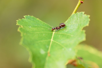 ant on the green leaf