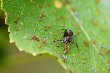 Fototapeta premium ant on the green leaf with aphids