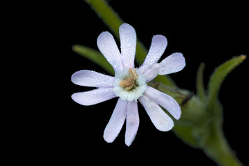 Fototapeta premium White flower Silene latifolia isolated on black background