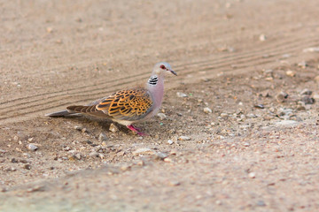 European Turtle Dove (Streptopelia turtur)