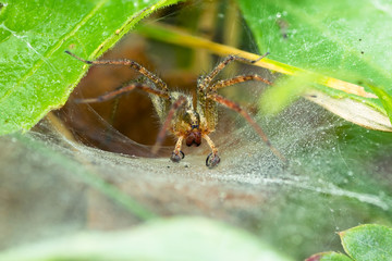 grass spider Agelenidae on funnel-web