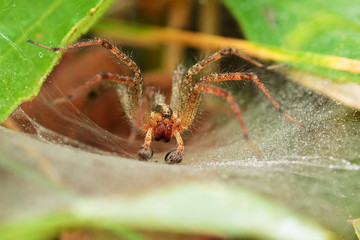 Agelenidae spider on funnel-web close-up
