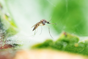 Culex pipiens on grass