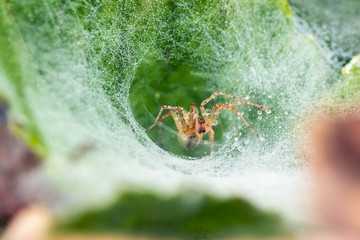 Agelenidae spider with drops of dew on funnel-web