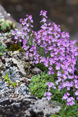 Obraz premium pink flower and rock