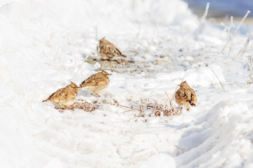 Crested larks (Galerida cristata) sitting on the snow