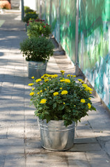 Yellow chrysanthemums in an iron bucket