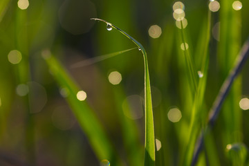 Drops of water on the green grass. Low-key.