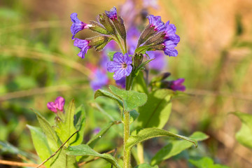 lungwort (Pulmonaria officinalis) purple flowers