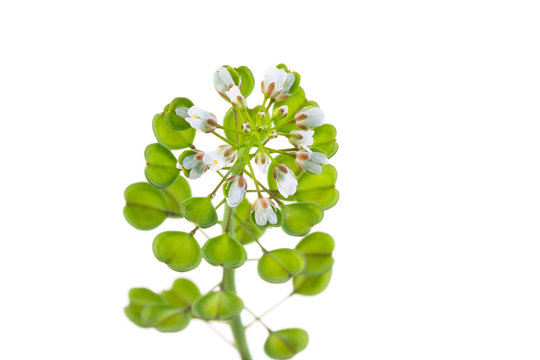 Thlaspi perfoliatum on white background