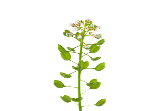 Thlaspi perfoliatum isolated on white