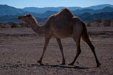 camel in Saudi Arabia desert