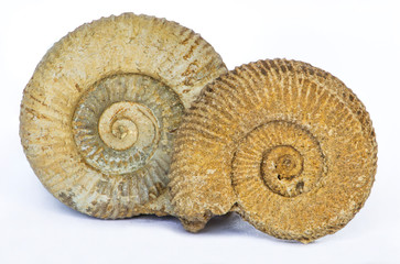 Dactylioceras, ammonite fossile