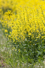 Yellow Canola Flower