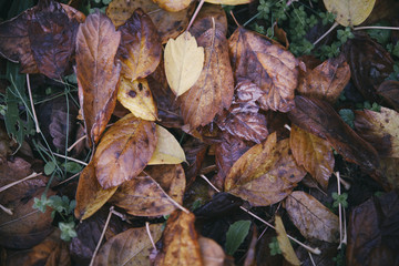 Background group autumn orange leaves. Outdoo