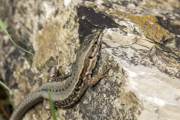 Common wall lizard (Podarcis muralis) from Germany, Europe