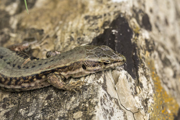 Common wall lizard (Podarcis muralis) from Germany, Europe