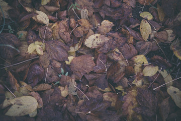 Background group autumn orange leaves. Outdoo