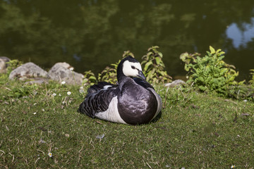 Branta leucopsis, Barnacle goose from Lower Saxony, Germany, Europe