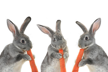 portrait rabbits