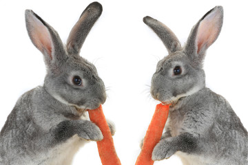 portrait rabbits