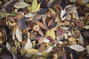 Background group autumn orange leaves. Outdoo