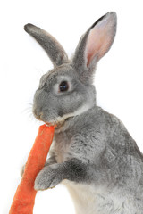 Fototapeta na wymiar portrait rabbit