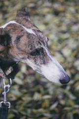 Greyhound dog poses outdoors in an autumn scenery