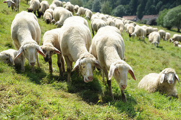 Schafe 5