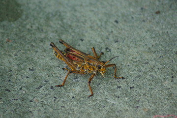 Eastern Lubber Grasshopper - Romalea guttata