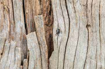 Obraz premium Closeup Old and dried wood pattern at the timber texture background