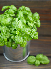 Fresh green organic Basil leaves on dark wooden table